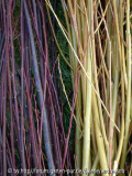 'Continental Purple' + 'Jaune Hative'