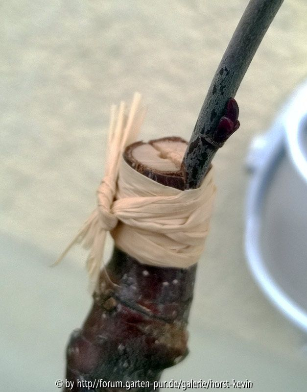 Aronia auf Sorbus aucuparia Versuch