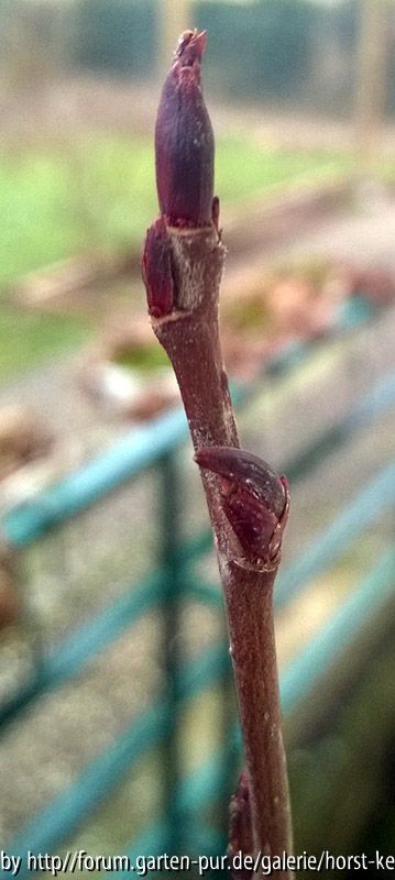 Aronia auf Sorbus aucuparia, Knospen, Versuch