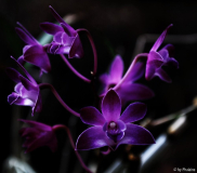 Thelychiton Purple Beauty