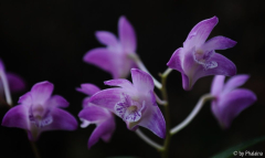 Thelychiton kingianus