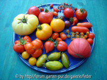 Tomaten 2006