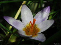 Crocus sieberi 'Hubert Edelsten' offen
