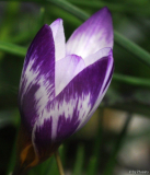 Crocus sieberi Hubert Edelsten in Knospe