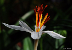 Crocus fleischeri