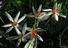 Crocus fleischeri Gruppe