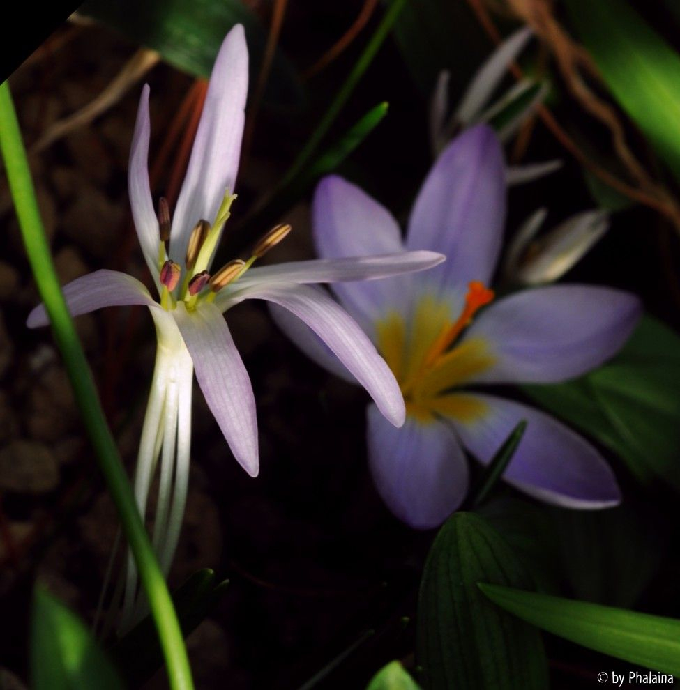 Merendera sobolifera