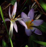 Merendera sobolifera