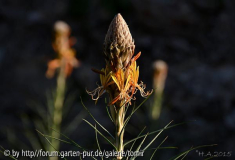 Asphodeline lutea_orange.jpg