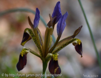 Iris pamphylica_4Falls_15-02-12.jpg