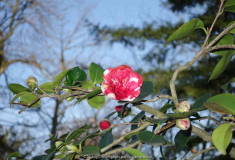Camellia-GeneralColletti_15-1a.jpg