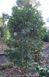 Camellia-JurysYellow_15-1a.jpg