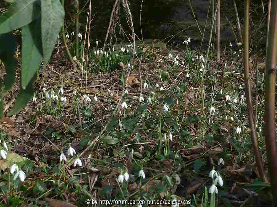  Galanthus