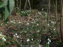  Galanthus