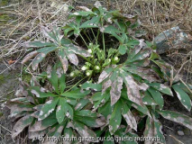 Helleborus-weiss-KL_Feb2015_Blatt