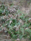 Helleborus-Saemlingsbeet_Feb2015_Blatt