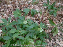 Helleborus-rot-kaphorn_Feb2015_Blatt