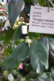 Camellia-Kingyo-tsubaki_15-1a.jpg