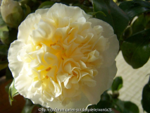 Jury's Yellow