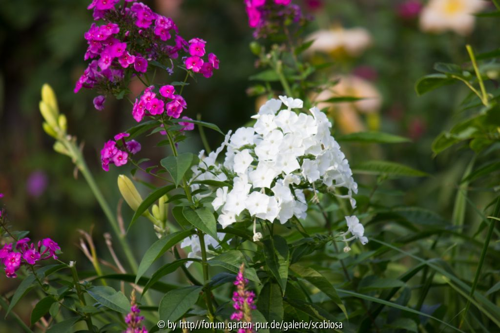 Taglilien, Phlox, Blutweiderich