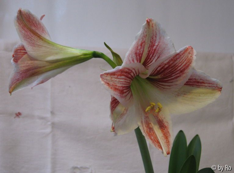 Hippeastrum vittatum