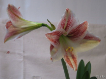 Hippeastrum vittatum
