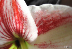 H vittatum Zeichnung