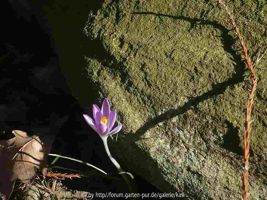 18.2.15  crocus tommasinianus (Elfenkrokus)