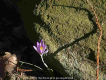 18.2.15  crocus tommasinianus (Elfenkrokus)