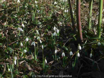 Galanthus?