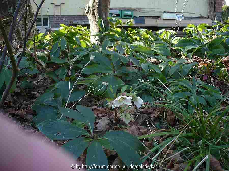 Helleborus orientales (roofastonus)