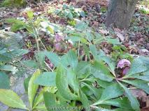 Helleborus orientalis (roofastonus)