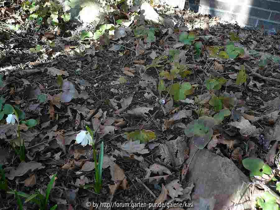 Leucojum vernum I