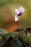 cyclamen weiss-purpur2 (D) feb15