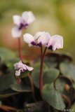 cyclamen weiss-purpur (D) feb15