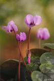 cyclamen rosa (D) feb15