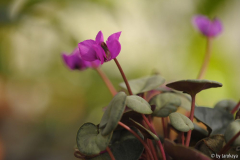 cyclamen pink (D) feb15