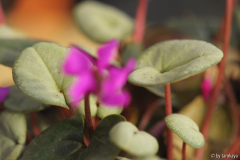 cyclamen pink (D) helle blätter feb15