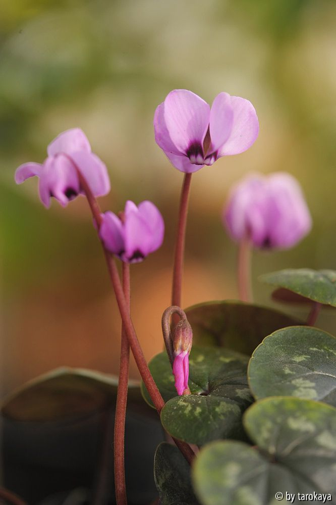 cyclamen hellrosa (D) feb15