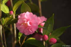 spring festival feb15