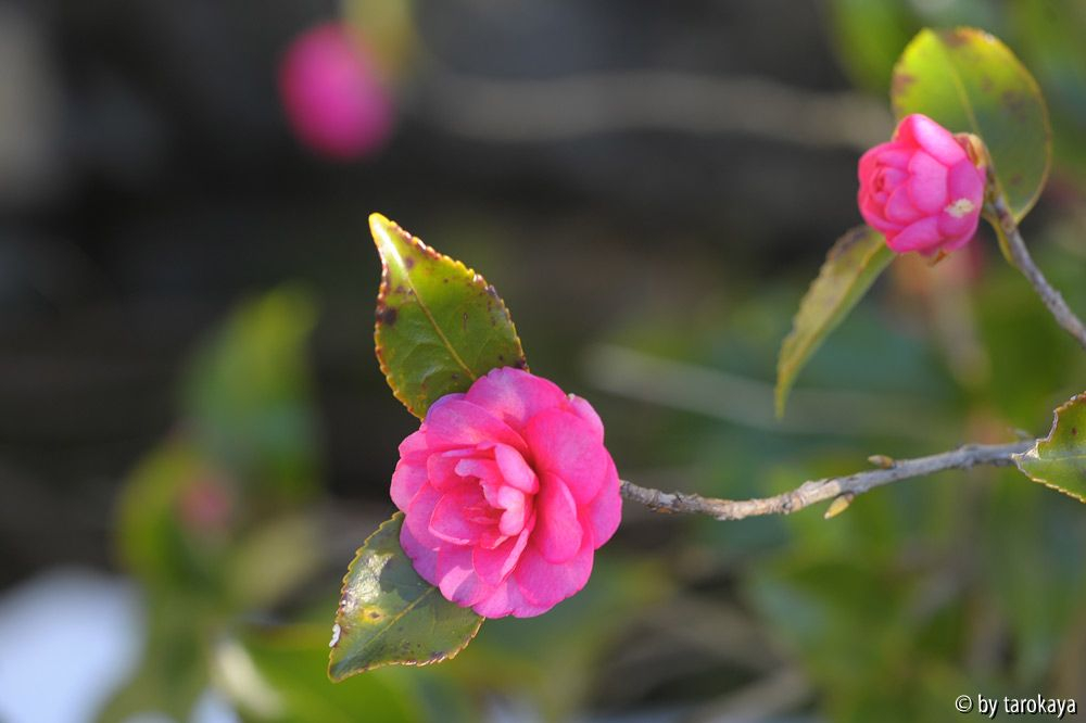 shishigashira feb15