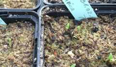 Pulsatilla halleri ssp taurica