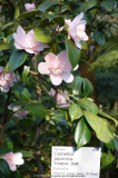 Camellia-KewpieDoll_15-1a.jpg