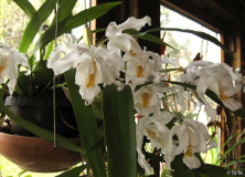Coelogyne cristata
