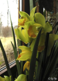 Cymbidium