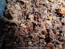 Germination Azalea (KH) February 2015