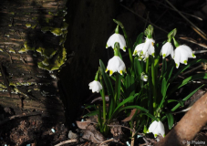 Leucojum vernum