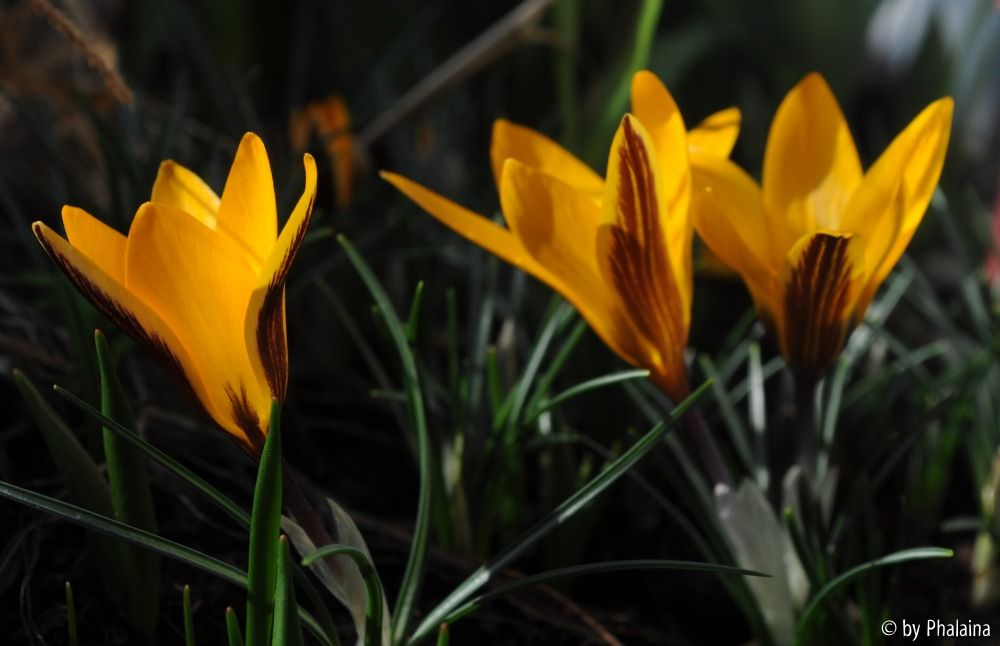 Crocus angustifolius