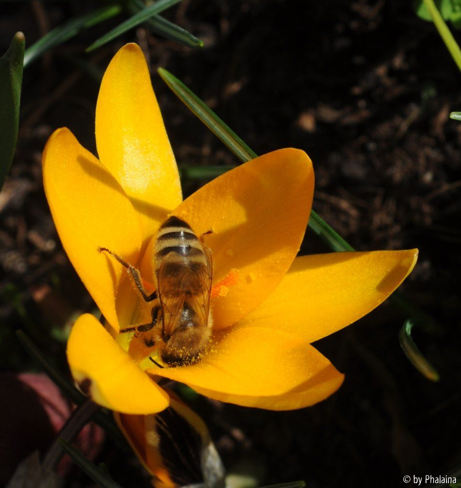 Crocus angustifolius mit Besuch