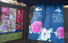 150215_05_Tokyo_Pfingstrosen.jpg